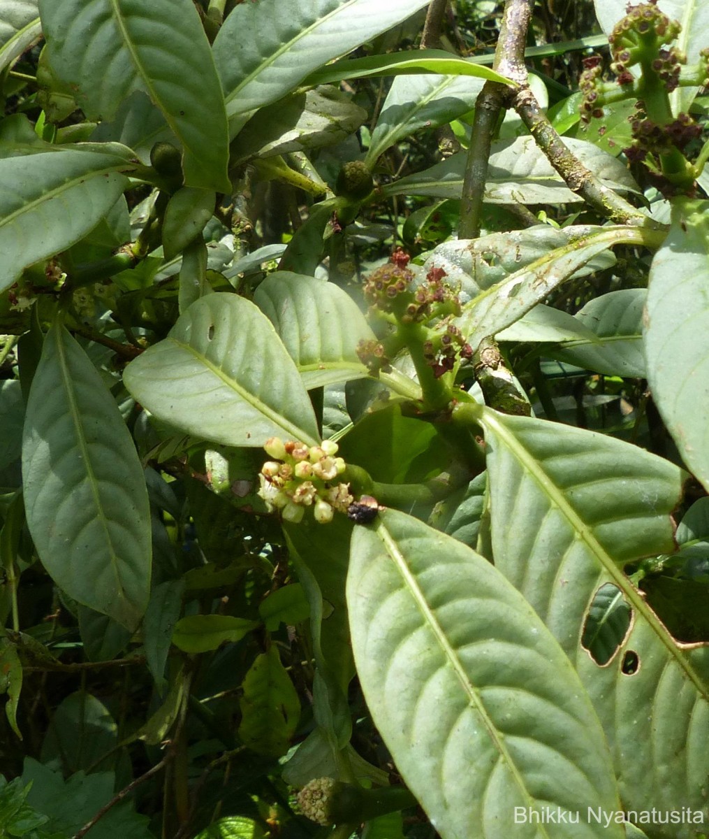 Psychotria gardneri Hook.f.